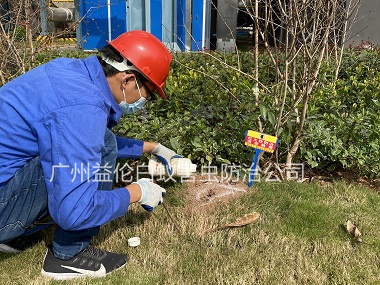 良田红火蚁防治案例