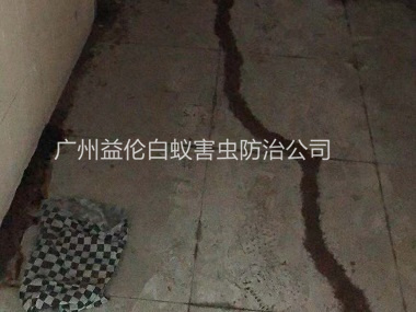 石井大朗新屋南和里6号白蚁防治